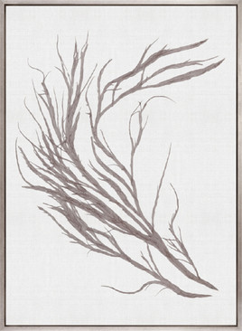 Seaweed Subject XV (Taupe) (Canvas)