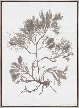 Seaweed Subject XVI (Taupe) (Canvas)
