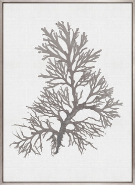 Seaweed Subject XVII (Taupe) (Canvas)