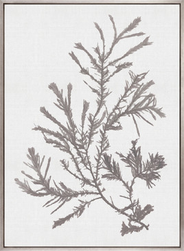 Seaweed Subject XVIII (Taupe) (Canvas)