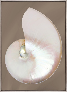 Nautilus Shell I (Canvas)