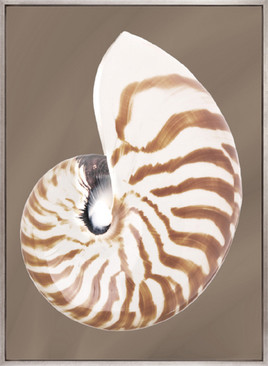 Nautilus Shell II (Canvas)