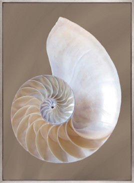 Nautilus Shell III (Canvas)
