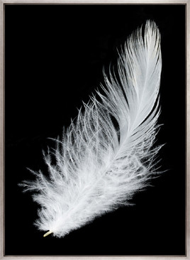 Feather In Flight (Canvas)