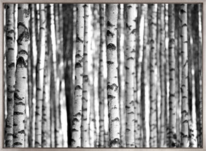Forest Texture (Canvas)