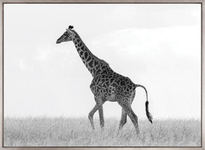 Majestic Giraffe (Canvas)