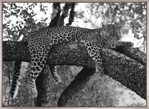 Wild African Leopard (Canvas)