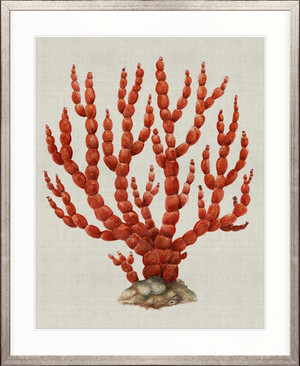 Coral SPLENDOUR (Red) III