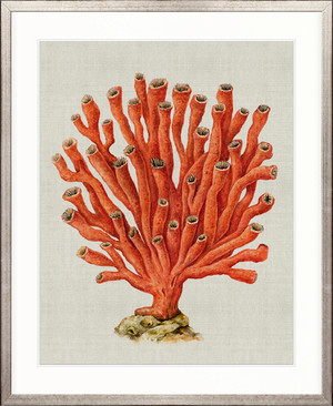 Coral SPLENDOUR (Red) V