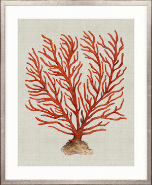 Coral SPLENDOUR (Red) VI