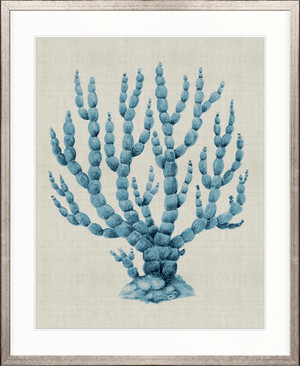 Coral SPLENDOUR (Pale Blue) XV