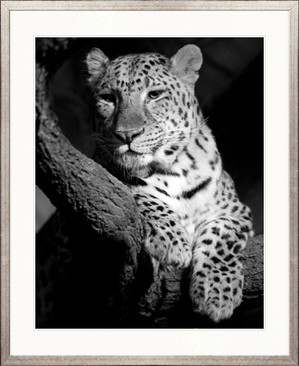 a Majestic Leopard