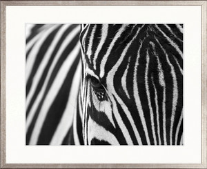Safari Stripes