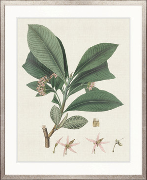 Exotic Botanical IV