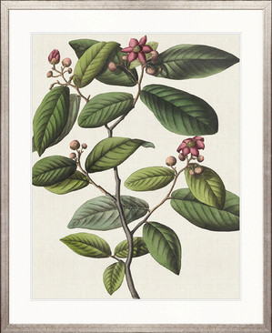 Botanical Specimen I
