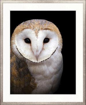 Exquisite Owl I