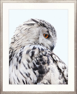 Exquisite Owl III