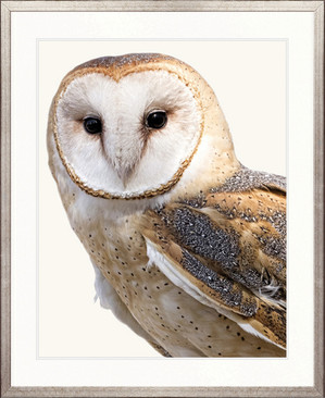 Exquisite Owl IV