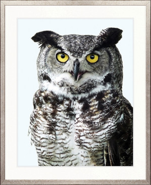 Exquisite Owl V