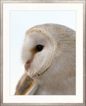 Exquisite Owl VI