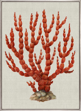Coral Splendour (Red) III (Canvas)