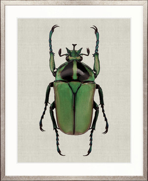 Beetle Subject I