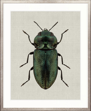 Beetle Subject VII