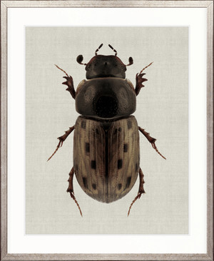Beetle Subject VIII