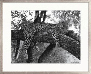 Wild African Leopard