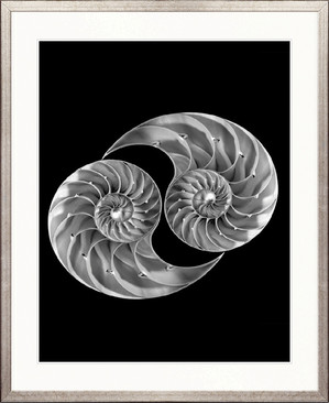 a Nautilus Shells