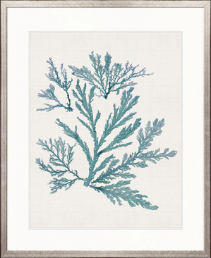 Seaweed Subject I (Blue)