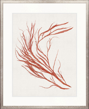 Seaweed Subject IX (Red)