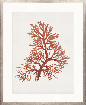 Seaweed Subject XI (Red)