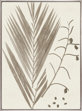 Delicate Frond VII (Taupe) (Canvas)