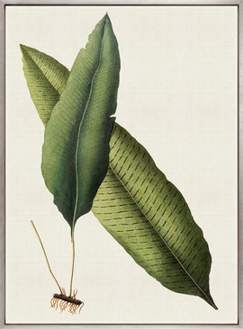 Exotic  Foliage II (Canvas)