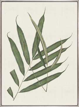 Exotic  Foliage III (Canvas)
