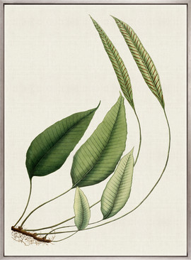 Exotic  Foliage IV (Canvas)