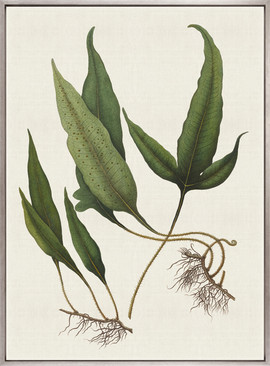 Exotic  Foliage VI (Canvas)