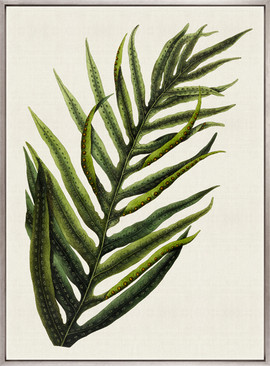 Exotic  Foliage VIII (Canvas)