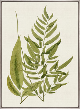Exotic  Foliage XI (Canvas)