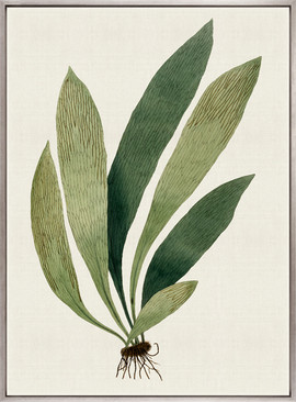 Exotic  Foliage XII (Canvas)