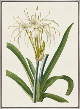 La Flora I (Canvas)