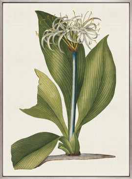 La Flora II (Canvas)