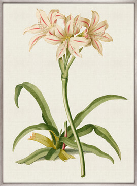 La Flora III (Canvas)