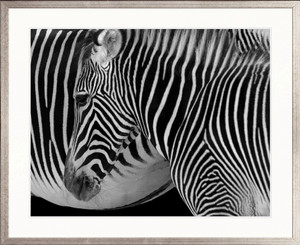 Safari  Stripes