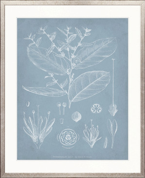 Botanical Study (Pale Blue) IV