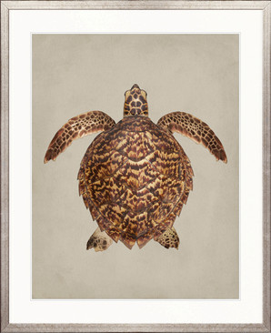 z. Majestic Turtle II