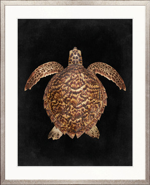 a Majestic Turtle III