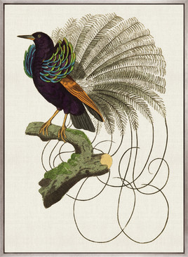 Paradise Bird II (Canvas)