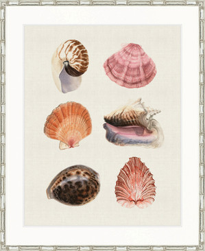 Seashell Collage I